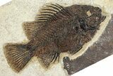 Detailed Fossil Fish (Cockerellites) - Wyoming #356798-1